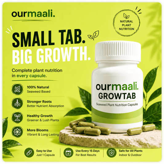 OurMaali GrowTab - Seaweed Plant Nutrition Tablets (30 Tabs)