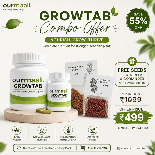 OurMaali GrowTab Combo | 60 Seaweed Nutrition Tablets for Strong Roots, Faster Growth & More Flowers